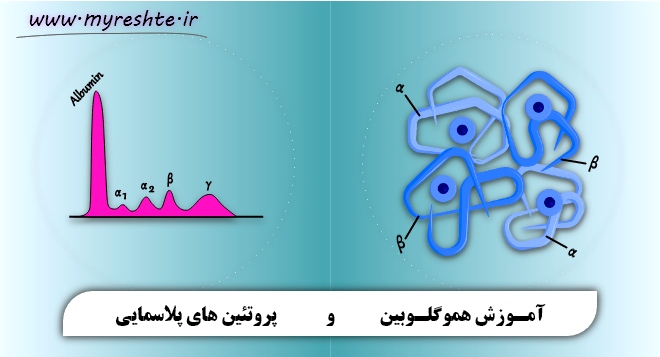 آموزش هموگلوبین و پروتئین های پلاسمایی