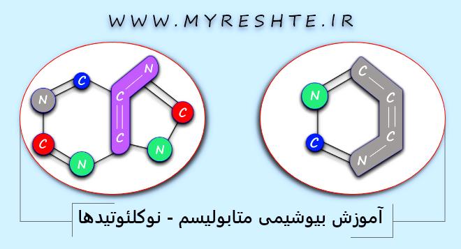 آموزش بیوشیمی متابولیسم - نوکلئوتیدها