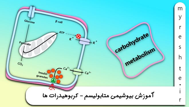 آموزش بیوشیمی متابولیسم - کربوهیدرات ها