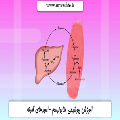 آموزش بیوشیمی متابولیسم - اسیدهای آمینه