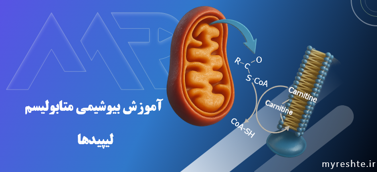 آموزش بیوشیمی متابولیسم - لیپیدها