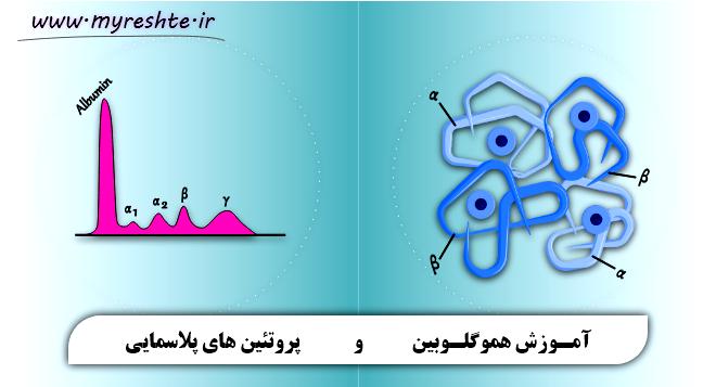 آموزش هموگلوبین و پروتئین های پلاسمایی