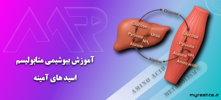 آموزش بیوشیمی متابولیسم - اسیدهای آمینه