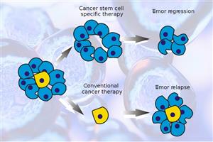 اهمیت سلول های بنیادی سرطان در بدخیمی ها